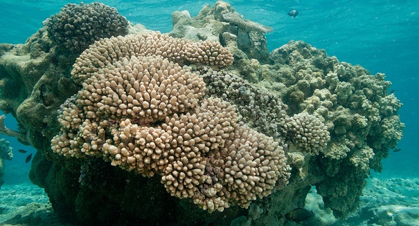 Hawaiian coral reefs threatened by high ocean temperatures