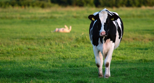 Beetles living in cow dung reduce methane emissions, researchers say