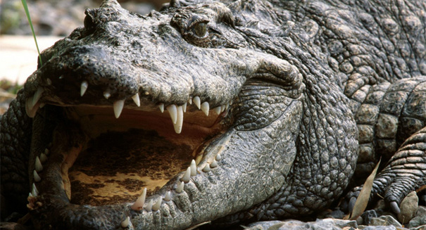 Scientists find a whopping 7 species of ancient crocs in one patch of Amazon jungle