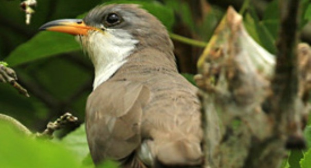 Yellow-billed cuckoo to be protected by Endangered Species Act