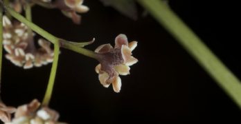 Amborella Flower Research Provides Info on Origin of Flowers