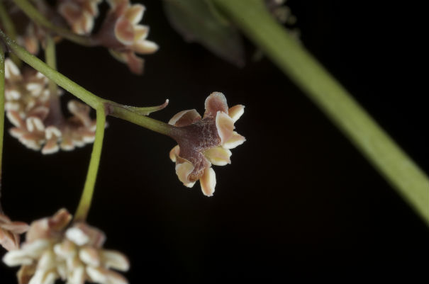 Amborella Flower Research Provides Info on Origin of Flowers