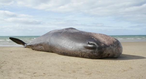 7th dead whale washes up on California beach — why is this happening?