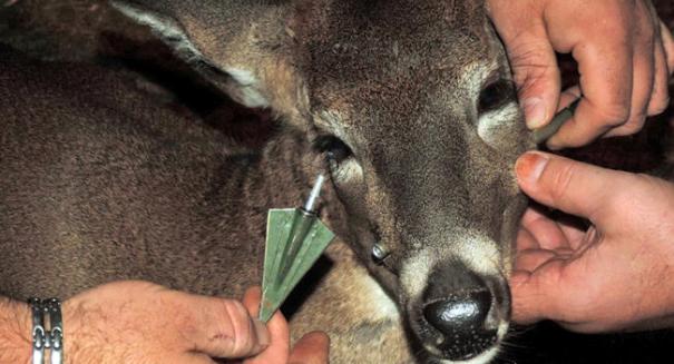 Arrow removed from deer’s head after nine days; ‘excellent’ prognosis for survival