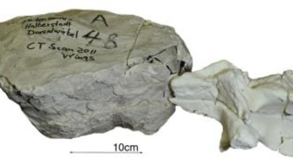 Researchers recreate dinosaur fossils using CT scans and 3-D printers