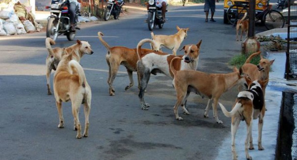 Shocking report: Dog rabies kills 160 people every single day