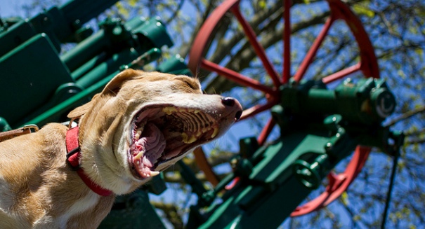 Dogs yawn contagiously too, study finds