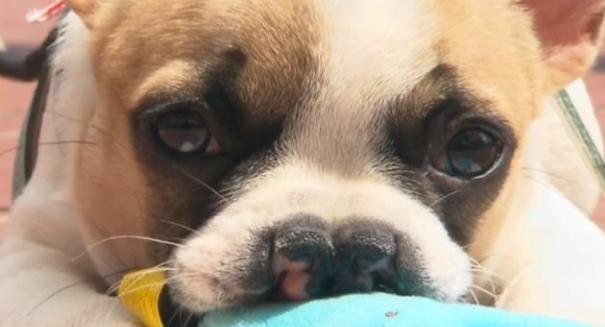 French bulldog with cleft lip helps kids with facial differences