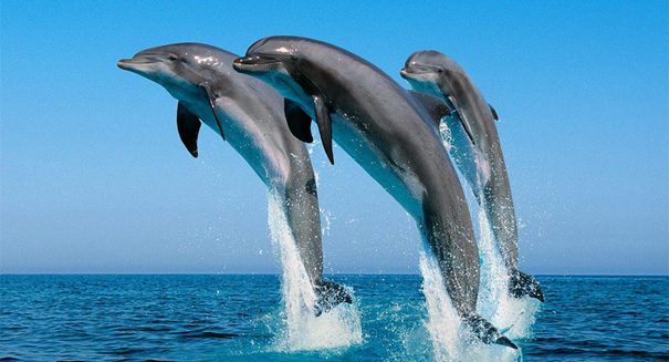 Dolphins drawn towards magnets