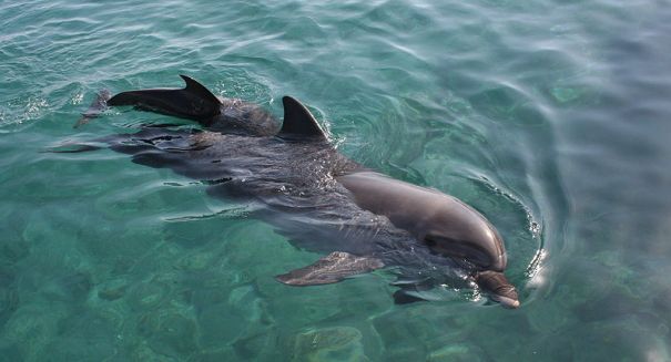 Shocking report: Deep Horizon spill caused dolphin deaths to skyrocket
