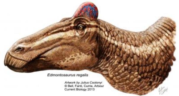 Rare duck-billed dinosaur specimen found with fleshy ‘cocks comb’