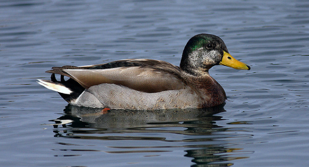 Disabled duck to receive new foot thanks to the help of 3-D printer