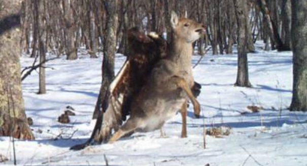 Rare images show golden eagle attacking deer in the Russian Far East