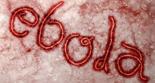 Ebola virus on the run