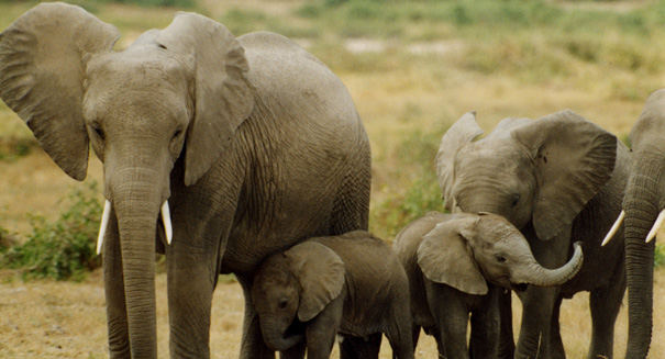 Stunning: Elephants ‘understand human gesture’
