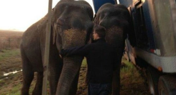 Elephants team up to keep 18-wheeler from tipping over