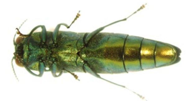 Emerald ash borer beetle may threaten different tree species