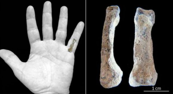 1.85 million year old finger bone could turn evolution on its head