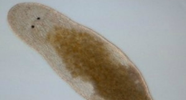 Bizarre flatworm injects sperm into its own head