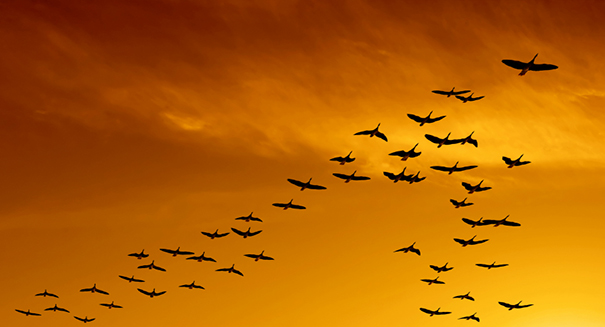 Birds fly ‘V’ formation because of aerodynamics, study finds
