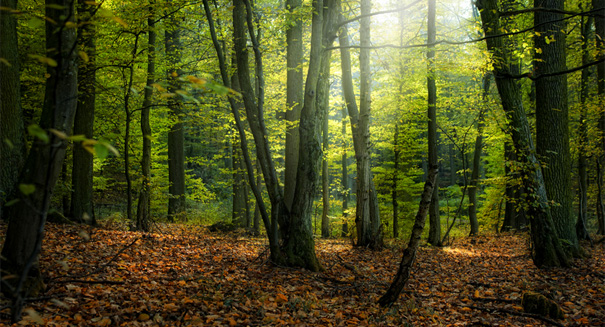 Google tracks forest changes on Earth