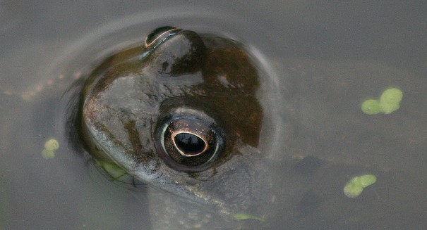 Frightening new tadpole disease is destroying global frog populations