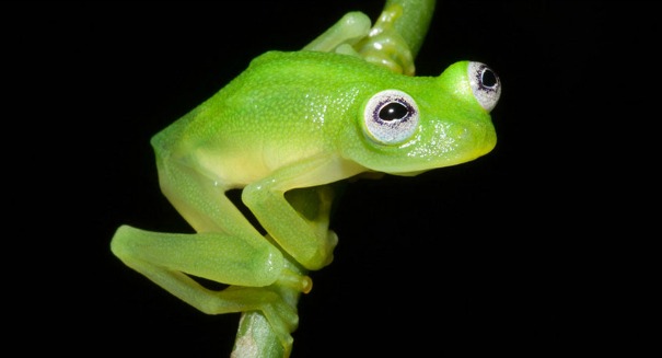 Scientists discover frog that looks like Kermit deep in Costa Rican jungle