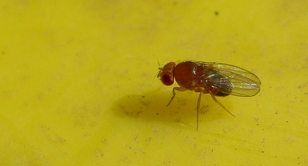 Sex-starved fruit flies have shorter lives, study finds