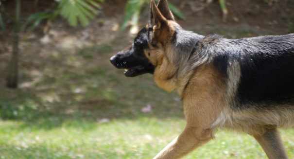 Dogs being trained to sniff out ovarian cancer, researchers say