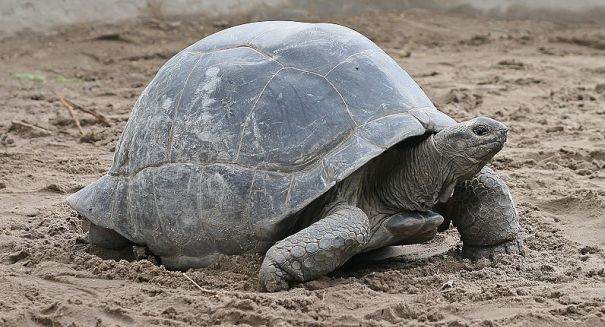 Giant tortoises skip hibernation to eat addictively sweet new plant species