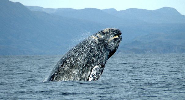 The gray whale begins annual migration