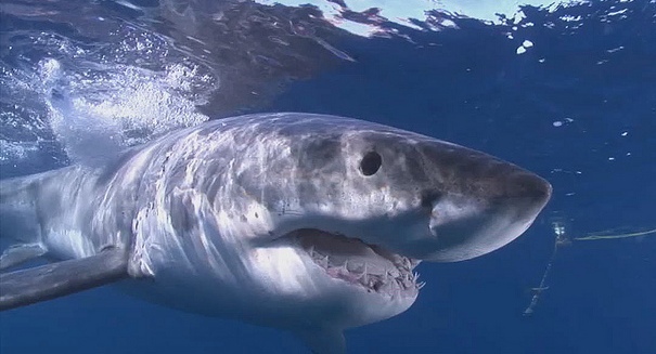 Sharks can exhibit solitary or social behavior