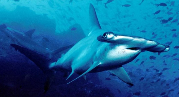 New species of hammerhead discovered in South Carolina