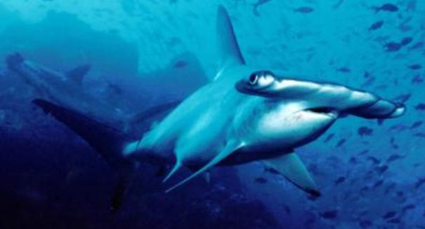 Researchers discover NEW hammerhead shark species