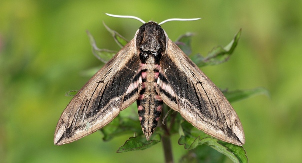 Hawkmoths blast bats with sonic pulses from their genitals, study finds