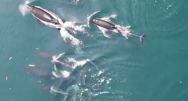 Aerial drone monitors orca behaviors, populations