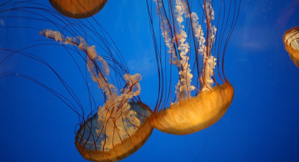 Jellyfish swim in a way that is ‘close to impossible,’ study finds