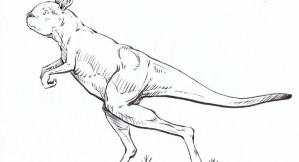 Study shows that ancient kangaroos walked instead of hopped