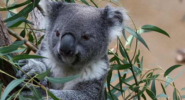 Researchers discover secret behind koalas’ low-pitched voice