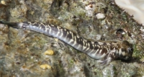 Weird leaping fish survives on land without legs