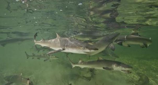 Lemon sharks return home to give birth; behavior confirmed for first time in sharks