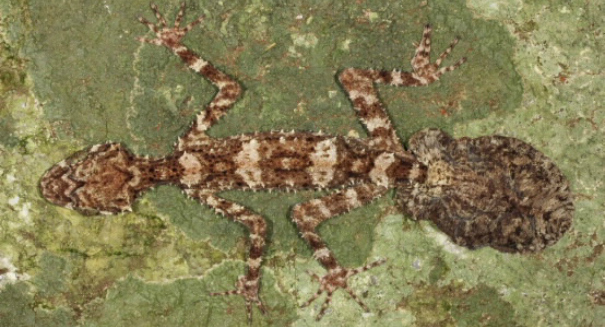 ‘Lost world’ in Australia yields three new species