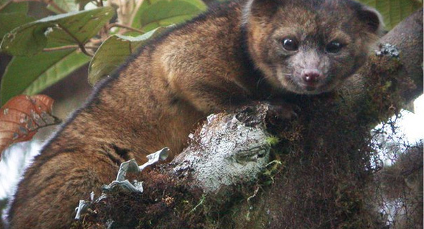 Stunning new mammal discovered