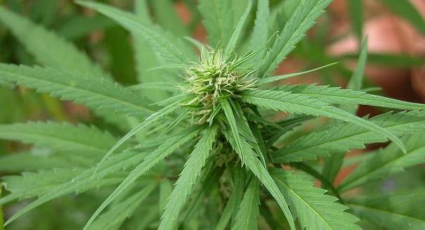 More than 100 seek to open medical marijuana shops in Massachusetts