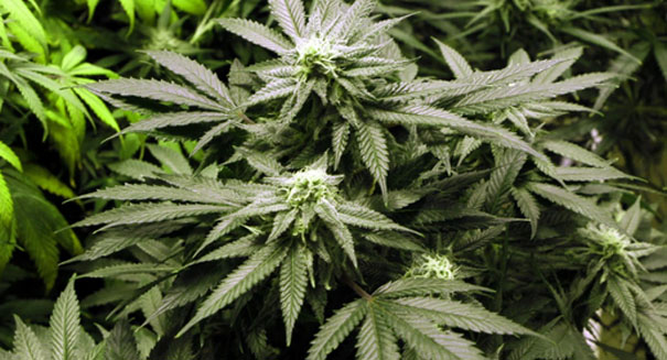 Edible marijuana deemed unsafe by CDC