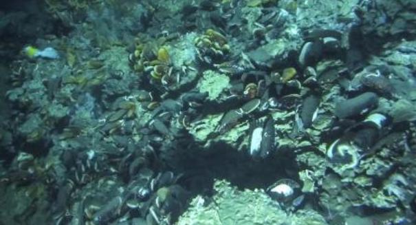 Methane-consuming microbes inhabit the deep sea