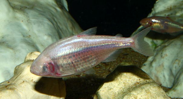 Mexican cavefish saves energy by shedding circadian rhythm