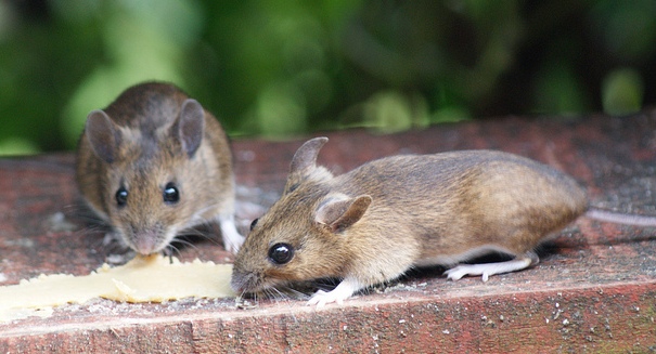 Stunning discovery: Light cures mice with amnesia