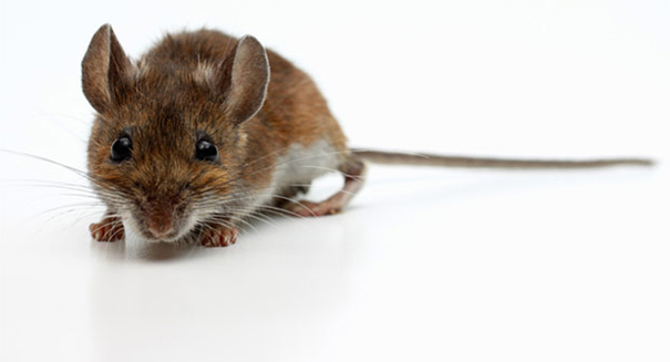 Amazing wireless and implantable device stimulates nerves in mice