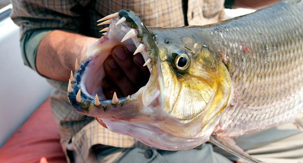 Bird-eating African tigerfish is a frighteningly real thing